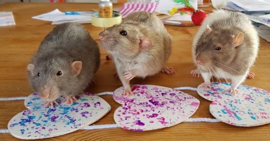 عن طريق غمس أقدامها في الألوان فنانة تعلم الفئران الرسم وتبيع التصاميم بمبالغ هائلة