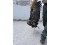 الأردن: ضبط شخص يتاجر بطيور برية مهددة بالانقراض